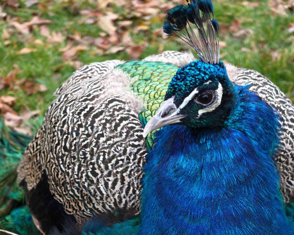 Honor Magic V5 recenze - páv