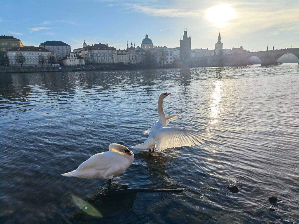 Honor Magic V5 recenze - labutě