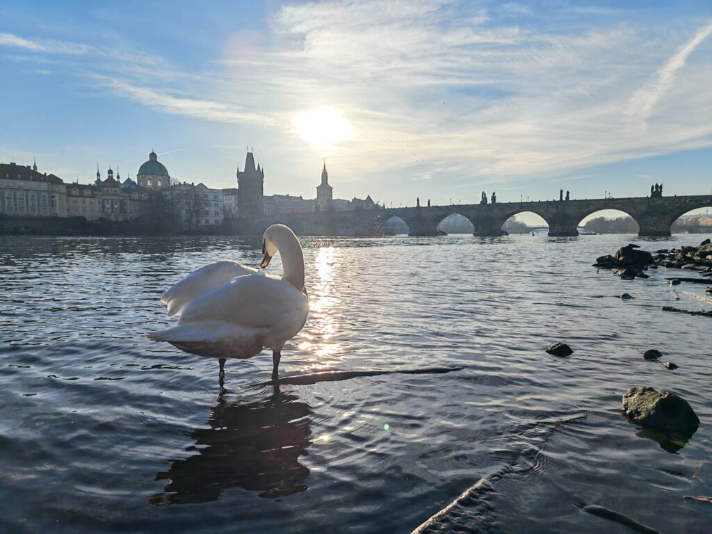 Honor Magic V5 recenze - labuť