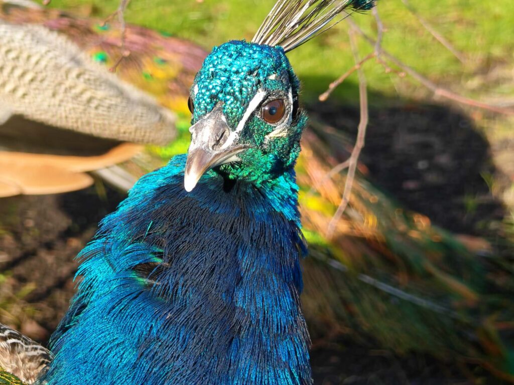 Honor Magic V5 recenze - páv