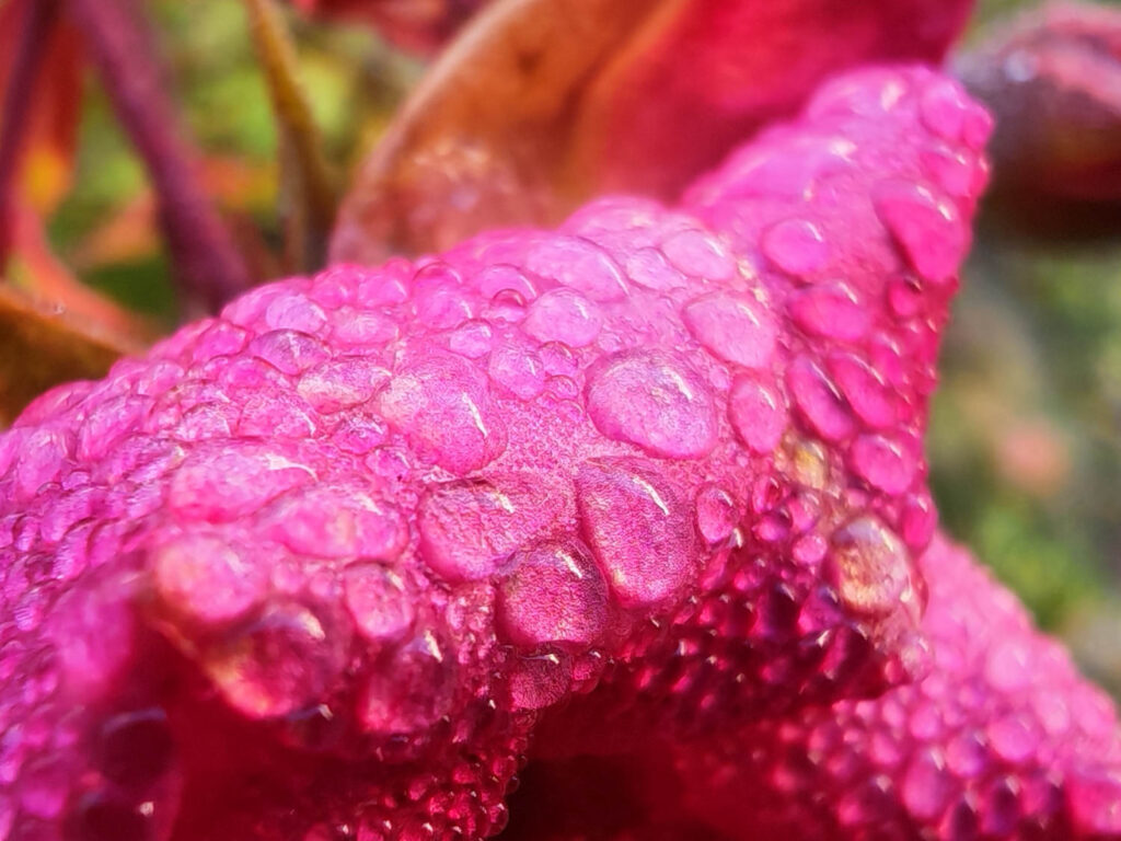 Honor Magic V5 recenze - makro