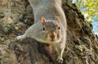 iPhone 15 Pro recenze