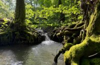 iPhone 15 Pro recenze