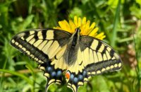 iPhone 15 Pro recenze