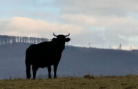 iPhone 15 Pro recenze