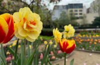 iPhone 15 Pro recenze