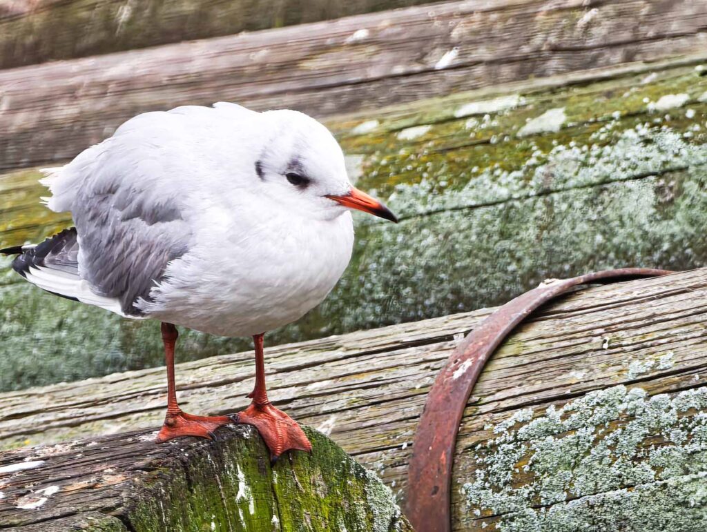 Leica Leitzphone, fotka ptáka