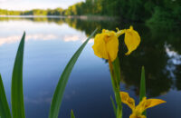 POCO F7 Ultra recenze - květiny