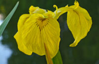 POCO F7 Ultra recenze - květina