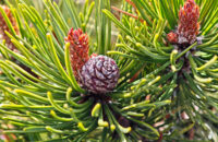 POCO F7 Ultra recenze - Krkonoše