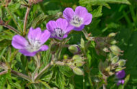 POCO F7 Ultra recenze - květiny