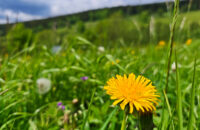 POCO F7 Ultra recenze - krajina