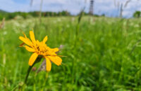 POCO F7 Ultra recenze - krajina