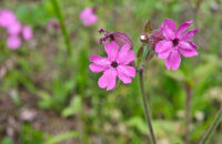 POCO F7 Ultra recenze - krajina