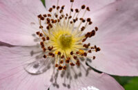 POCO F7 Ultra recenze - detail