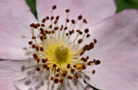 POCO F7 Ultra recenze - detail