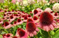 Samsung Galaxy A56 - recenze - květiny