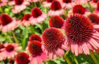 Samsung Galaxy A56 - recenze - květiny