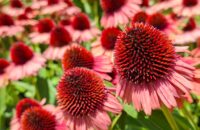 Samsung Galaxy A56 - recenze - květiny