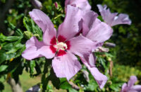 Samsung Galaxy A56 - recenze - květy