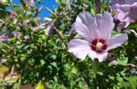 Samsung Galaxy A56 - recenze - květy