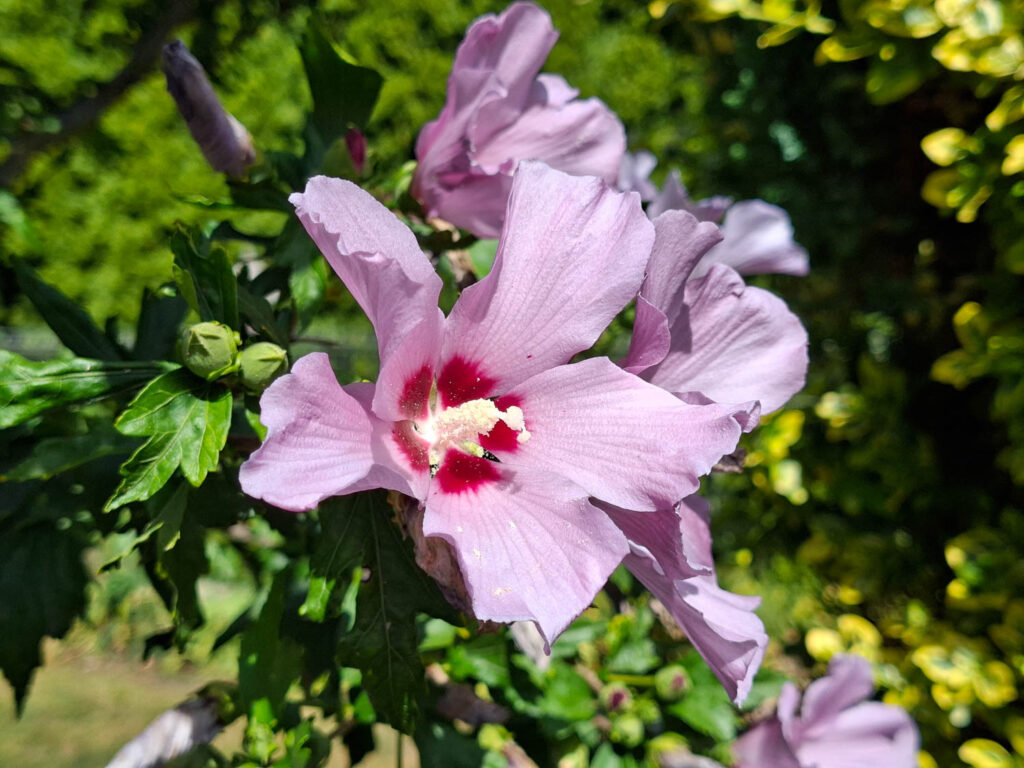 Samsung Galaxy A56 - recenze - květy