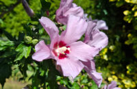 Samsung Galaxy A56 - recenze - květy