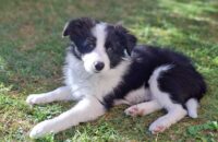 Samsung Galaxy A56 - recenze - pes