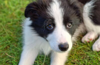 Samsung Galaxy A56 - recenze - pes