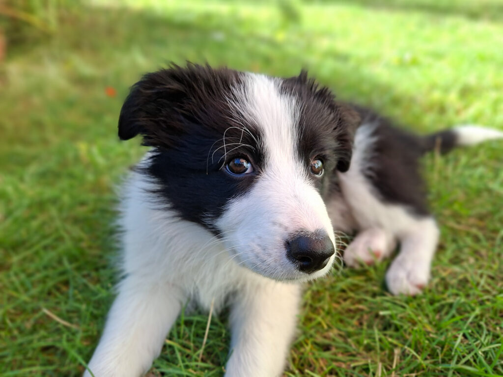 Samsung Galaxy A56 - recenze - pes