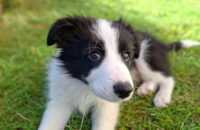 Samsung Galaxy A56 - recenze - pes