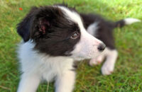 Samsung Galaxy A56 - recenze - pes