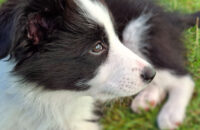 Samsung Galaxy A56 - recenze - pes