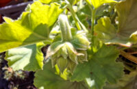 Samsung Galaxy A56 - recenze - makro foto