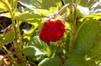 Samsung Galaxy A56 - recenze - makro foto jahoda