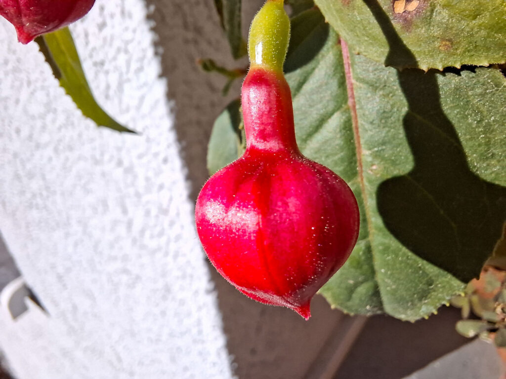 Samsung Galaxy A56 - recenze - makro foto