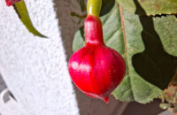 Samsung Galaxy A56 - recenze - makro foto