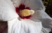 Samsung Galaxy A56 - recenze - makro foto