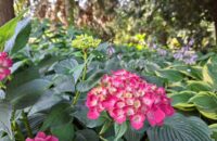 Samsung Galaxy A56 - recenze - Lány