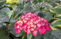 Samsung Galaxy A56 - recenze - Lány - květiny