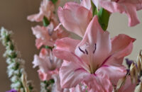 Samsung Galaxy A56 - recenze - Lány - květiny