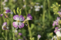 Samsung Galaxy S25 Ultra recenze květiny