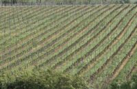 Samsung Galaxy S25 Ultra recenze vinice