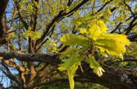 Samsung Galaxy S25 Ultra recenze listy