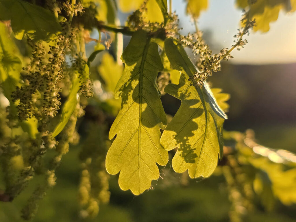 Samsung Galaxy S25 Ultra recenze listy