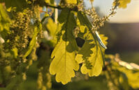 Samsung Galaxy S25 Ultra recenze listy