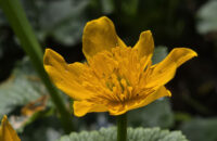 Samsung Galaxy S25 Ultra recenze květiny