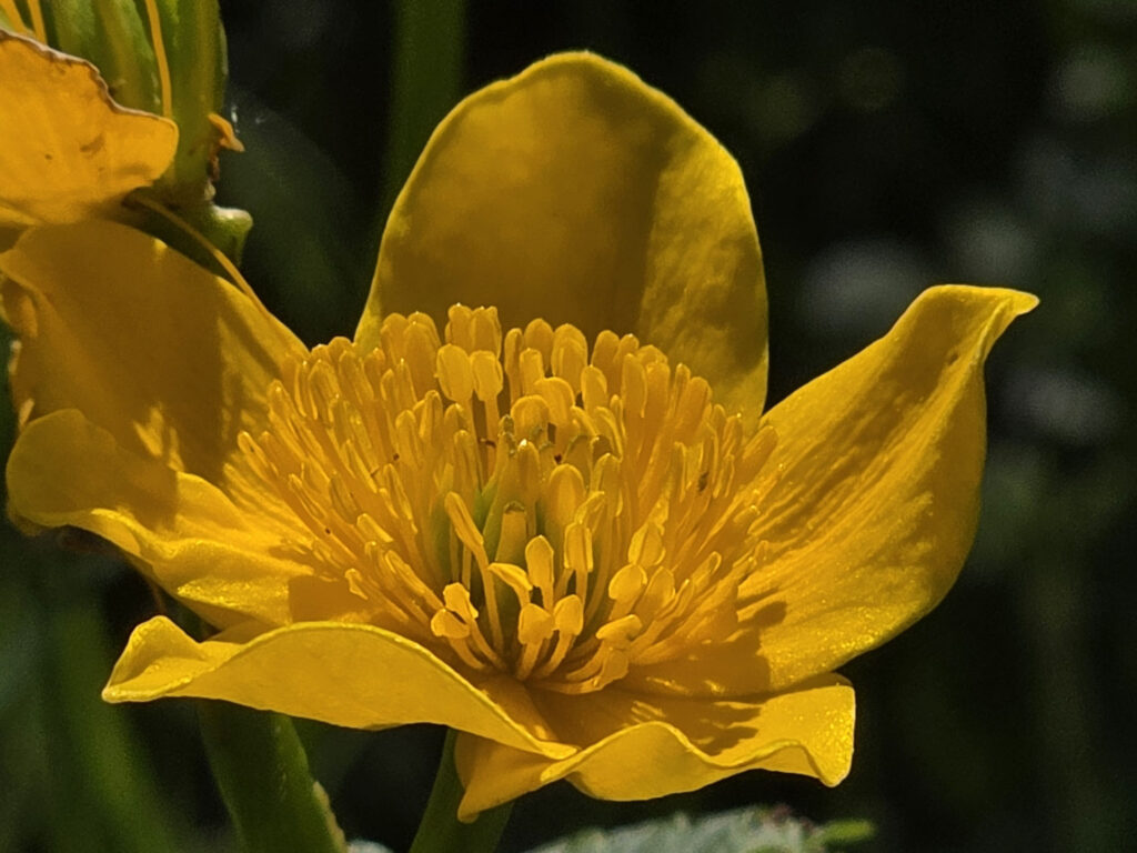 Samsung Galaxy S25 Ultra recenze květiny