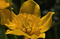 Samsung Galaxy S25 Ultra recenze květiny