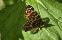 Samsung Galaxy S25 Ultra recenze motýl